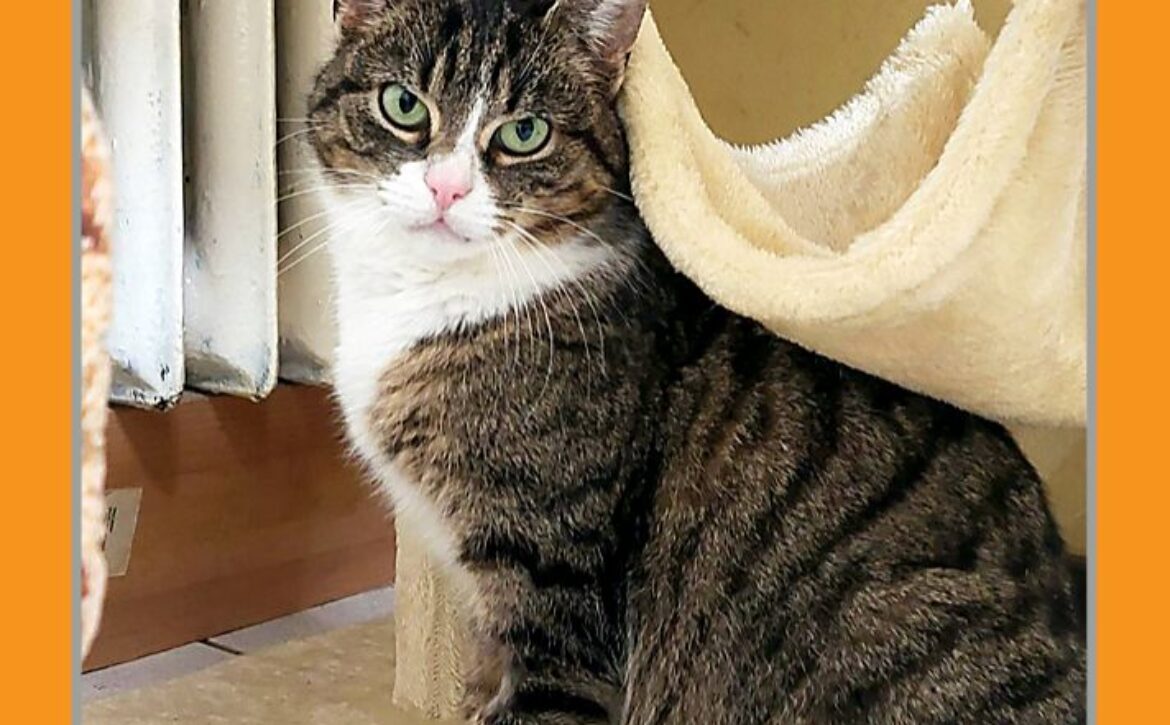 katze-mira