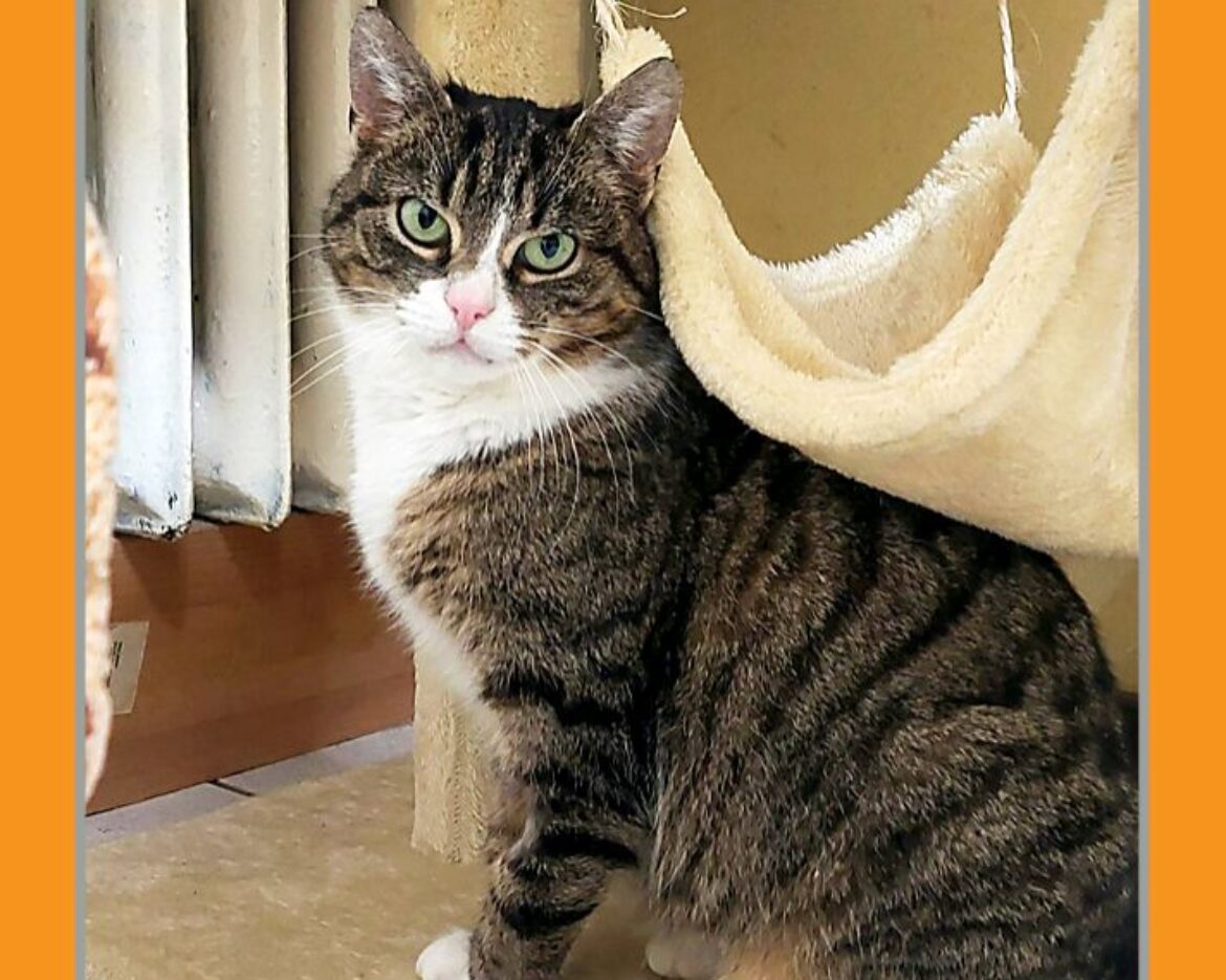 katze-mira