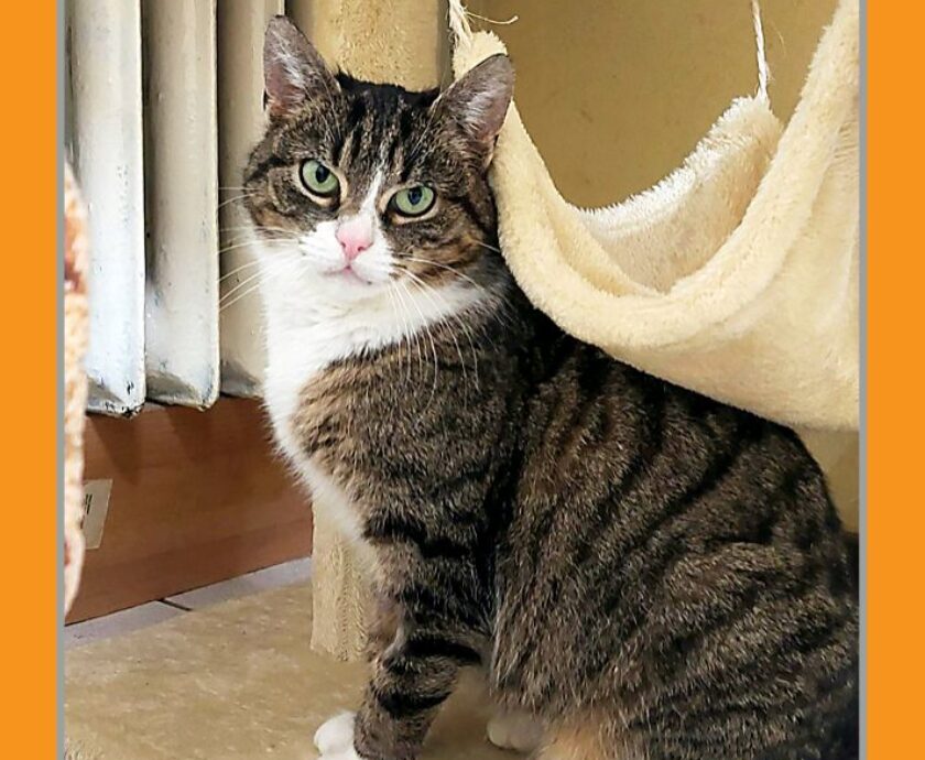 katze-mira